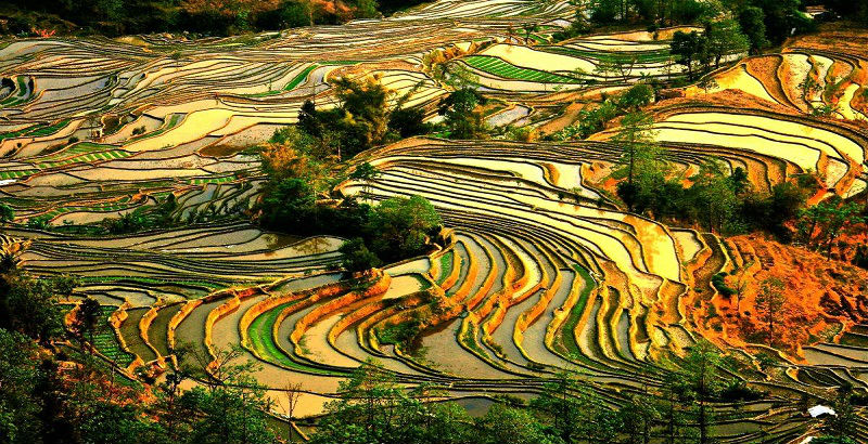 Yuanyang Rice Terraces-Best china Tours service_chinatoursnet.com